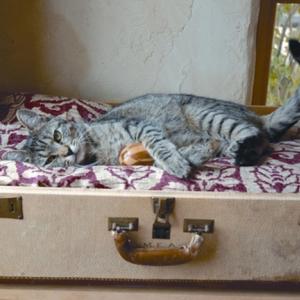 Осигурете на вашето коте ново местенце за отмора