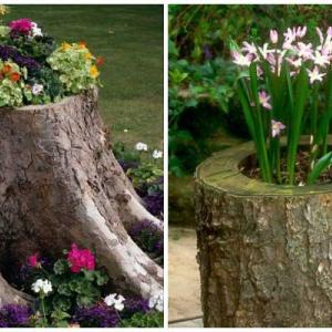 Саксията от пънче носи eстествена красота