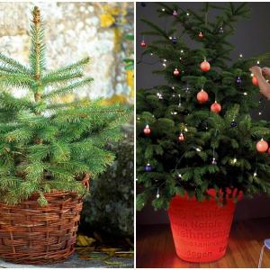 Живата коледна елха притежава неповторима красота