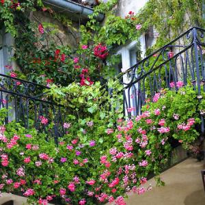 Пъстроцветна тераса