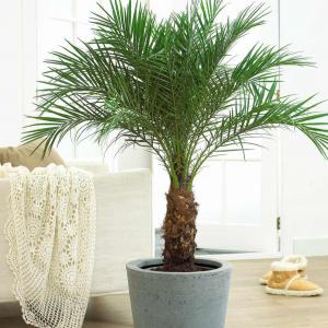 Кое място у дома е подходящо за палмите?