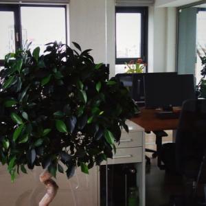 Озеленяване на офиси