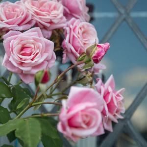 Романтични рози в английски стил за вашата модерна градина