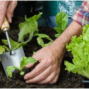 Как да наторявате ранните зеленчуци