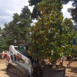 Озеленяване