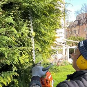 Подрязване на долната част на дървото