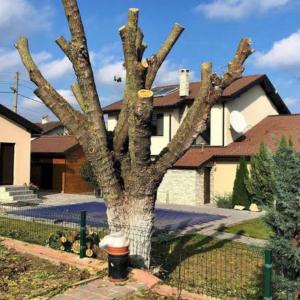 Кастрене и премахване на всякакъв вид дърво