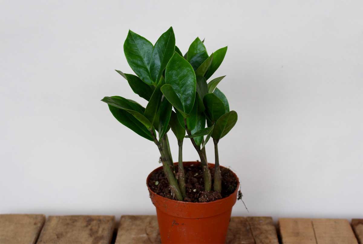 Вечните класики на модерния интериор